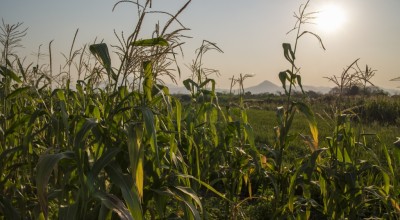 A field of winter maize on the floodplains of the Shire river in Nsanje district, Malawi.