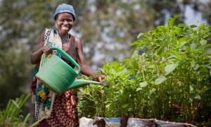 Euphemia Inina (42) mother of Alphonsine Niyonzima (21) waters their market garden at her home in Mabayi, Cibitoke. As part of the Graduation programme all participants are given seeds and training on how to grow food in their gardens. Photo: Abbie Trayler-Smith / Concern Worldwide.